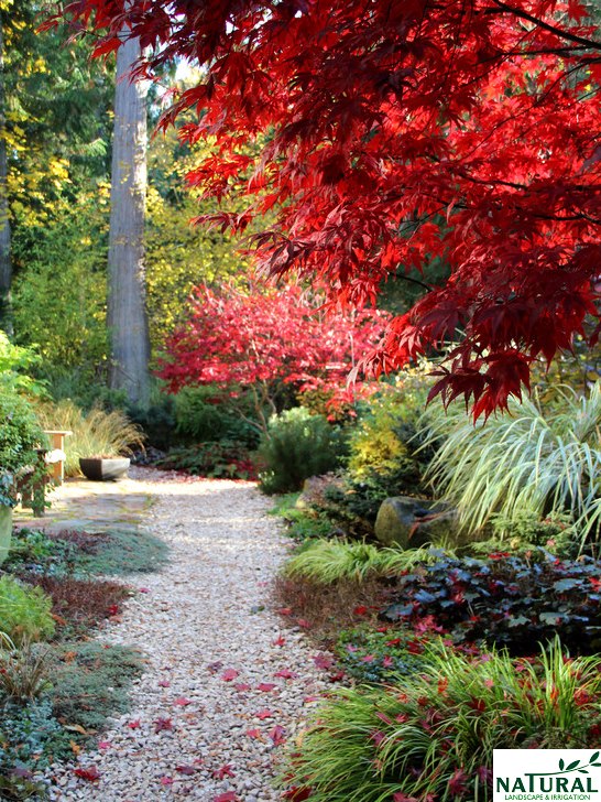 Red Maple leaves, garden