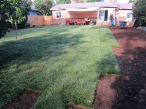 Beaverton Sod backyard lawn install after