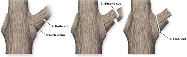 Tree branch 3 cut pruning technique