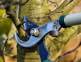Tree branch hand pruning with shears