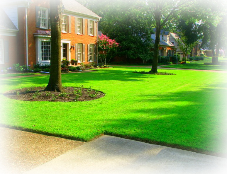 green lawn maintenance